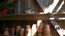 chat de ferme - La Ferme de Malicorne
