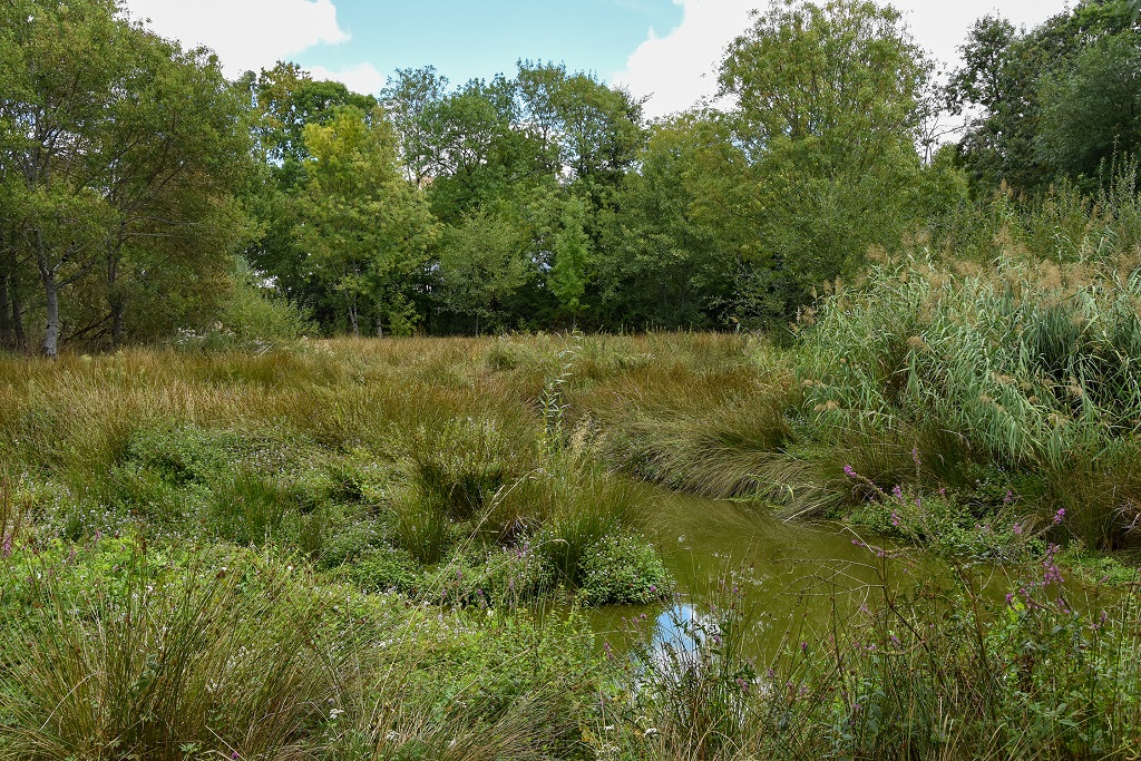 Frayère à brochet à Renou