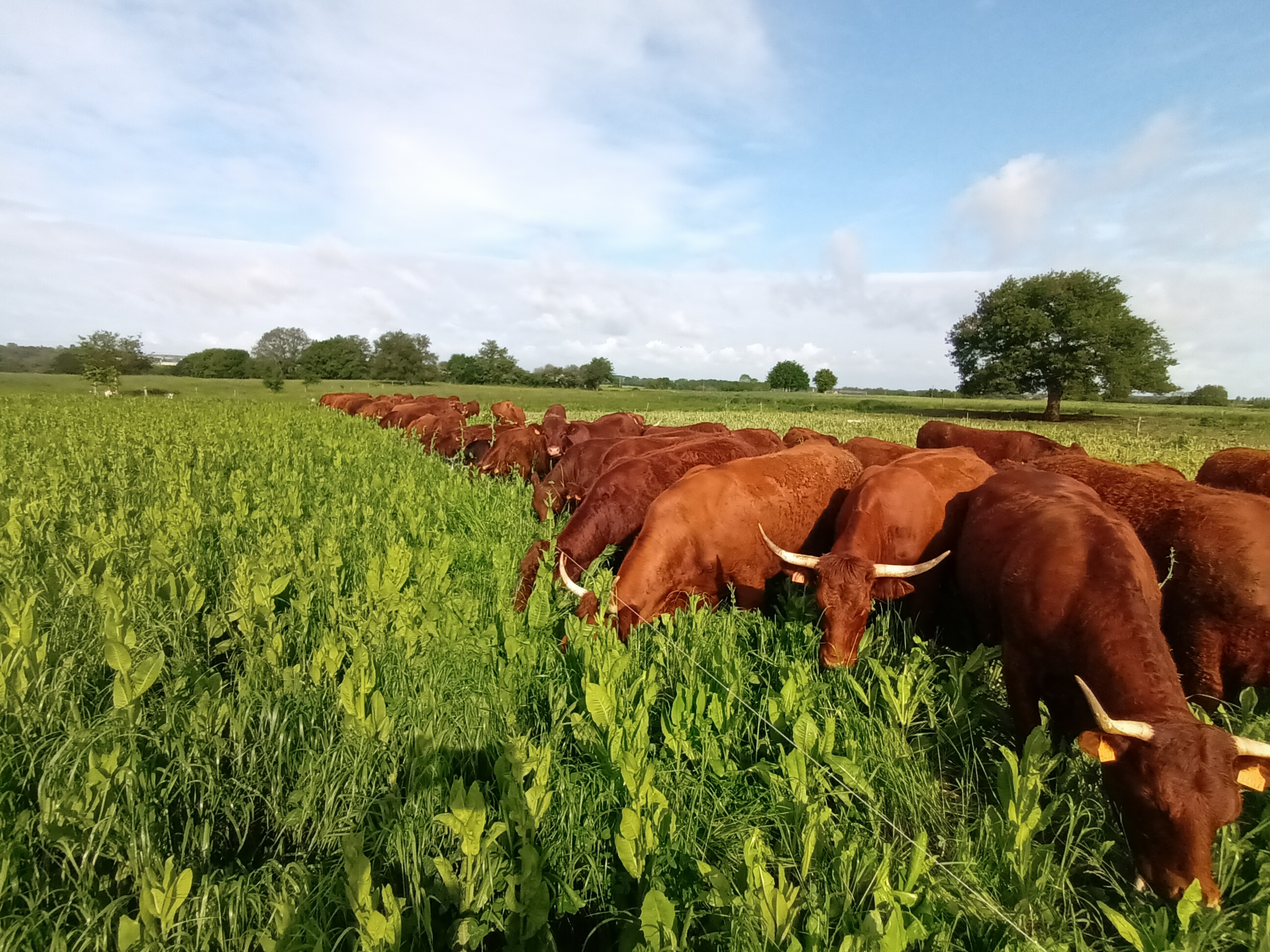 Mercredi du terroir : Visite de la Pillerie – élevage de vaches Salers et de poulets de Loué