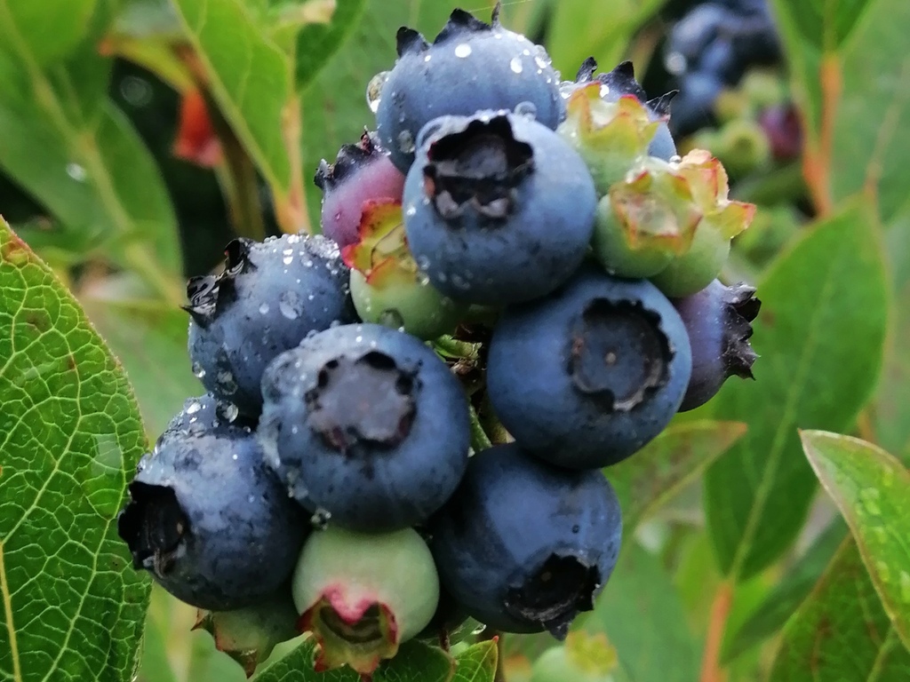 Jeudi du savoir-faire : Visite de l’exploitation « Le Fruit du Plessis »