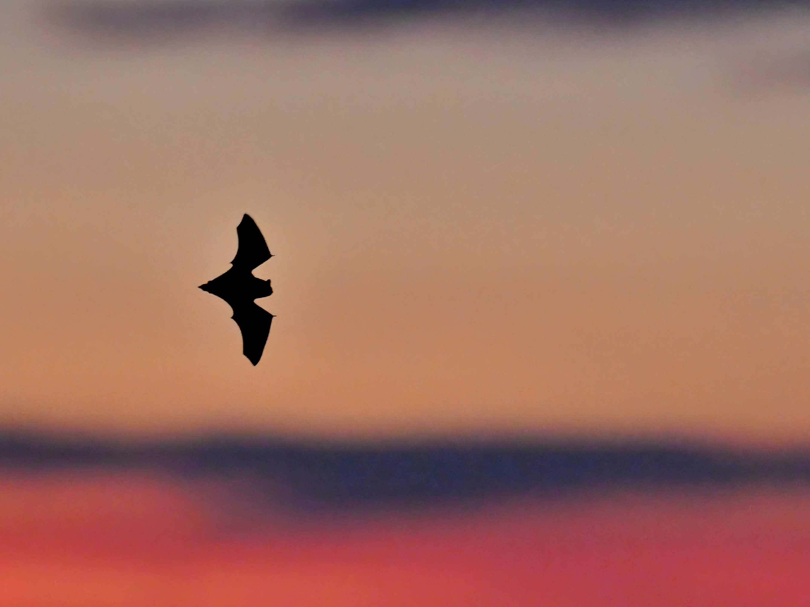Nuit de la chauve-souris