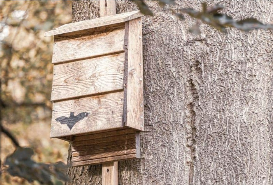 Construction d'abri pour Chauve-Souris
