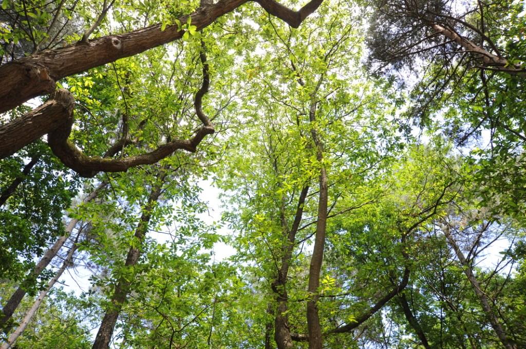 Balade bocagère et forestière