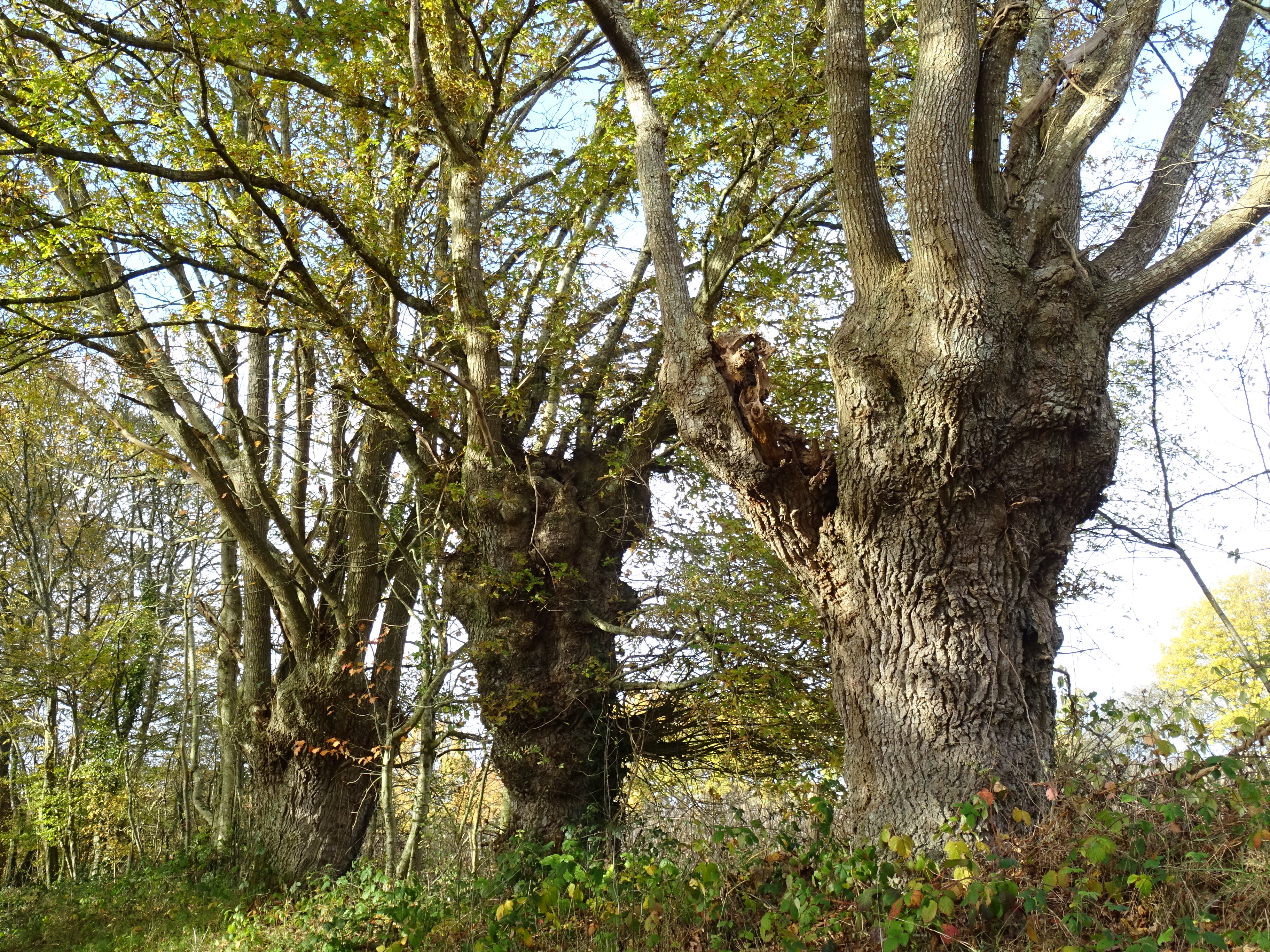 Balade nature  « À la rencontre des trognes » avec D. Mansion et J. F. Clémence