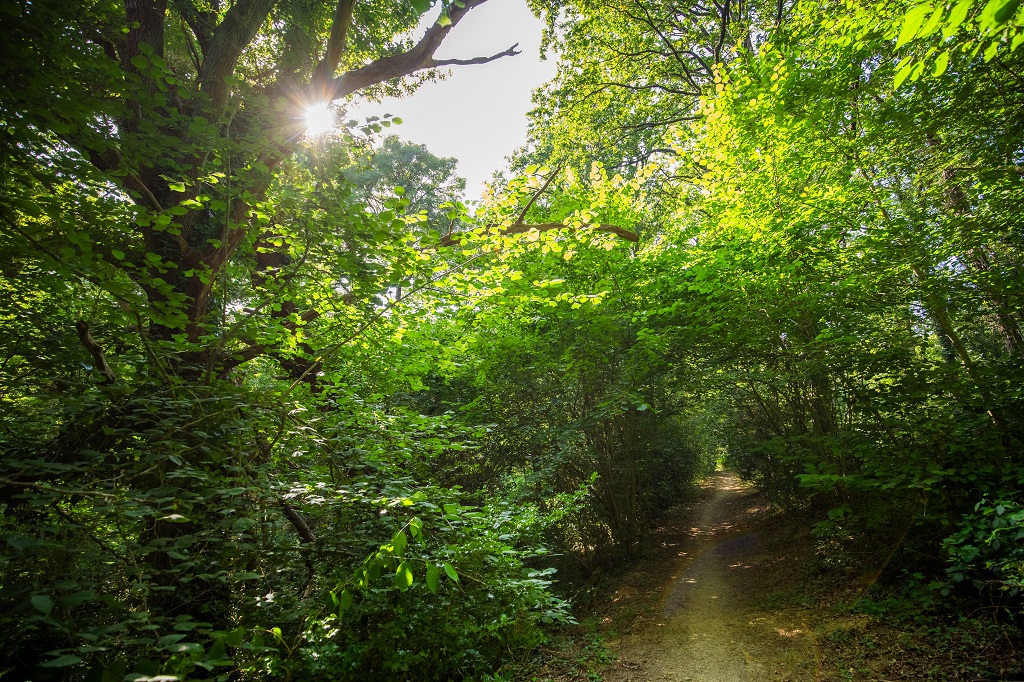 Bois es Girondins©D.Herbreteau-04654 light