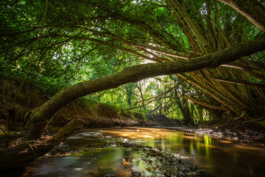 Bois es Girondins©D.Herbreteau-04672 light