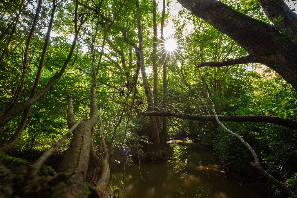 Bois es Girondins©D.Herbreteau-04674 light