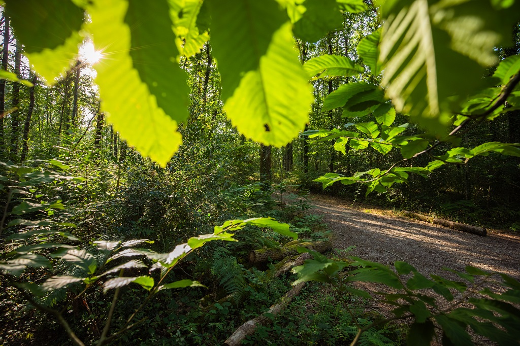 Bois es Girondins©D.Herbreteau-04715 light