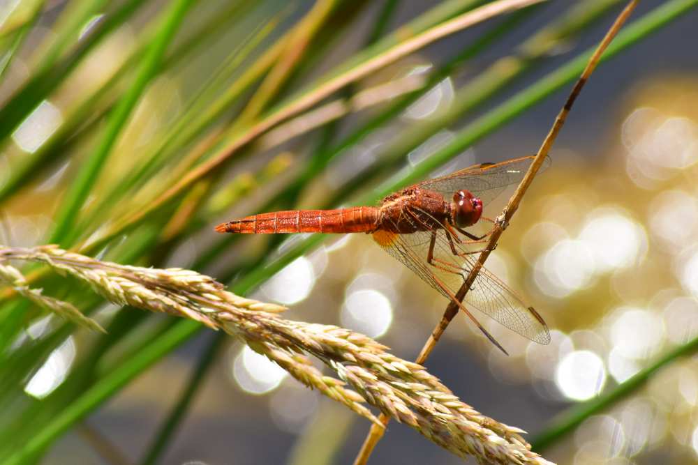 DSC_0061(1)