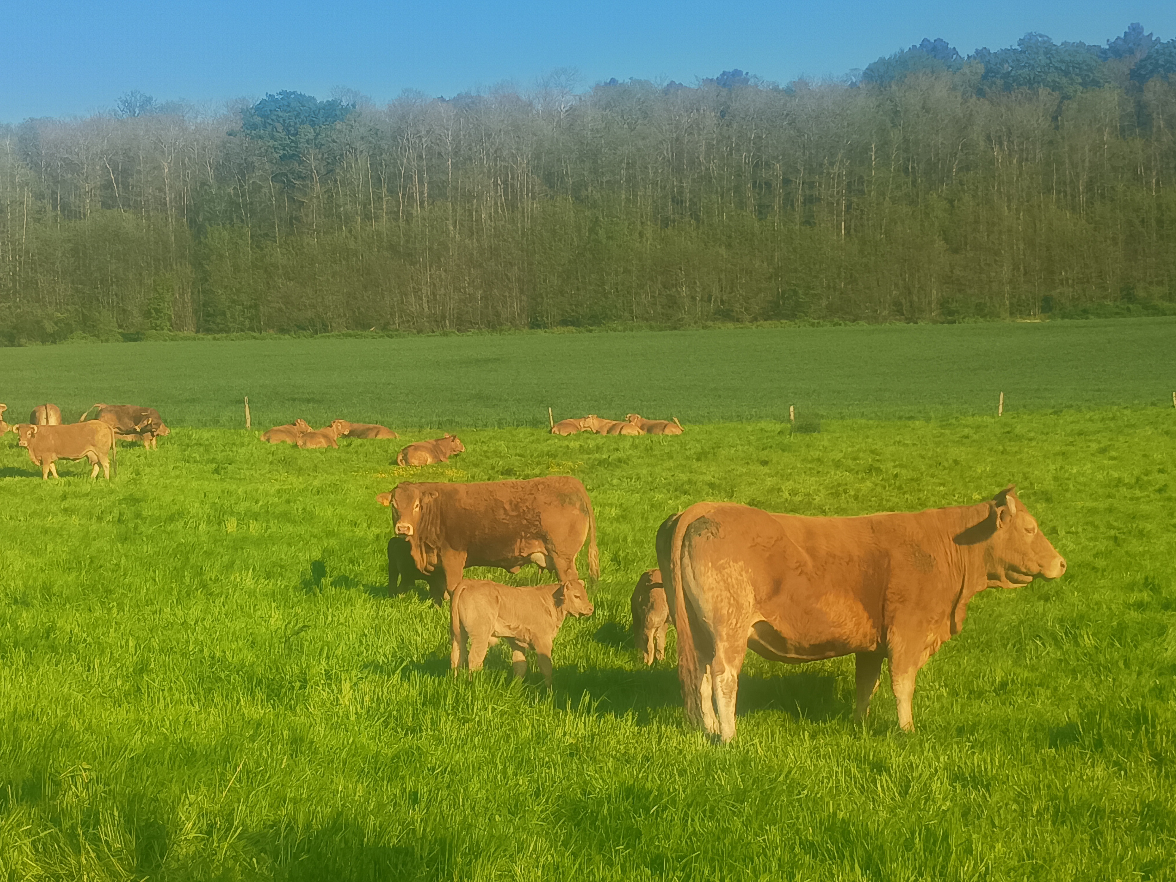 Mercredi du terroir : Visite d’un élevage de porcs et de vaches