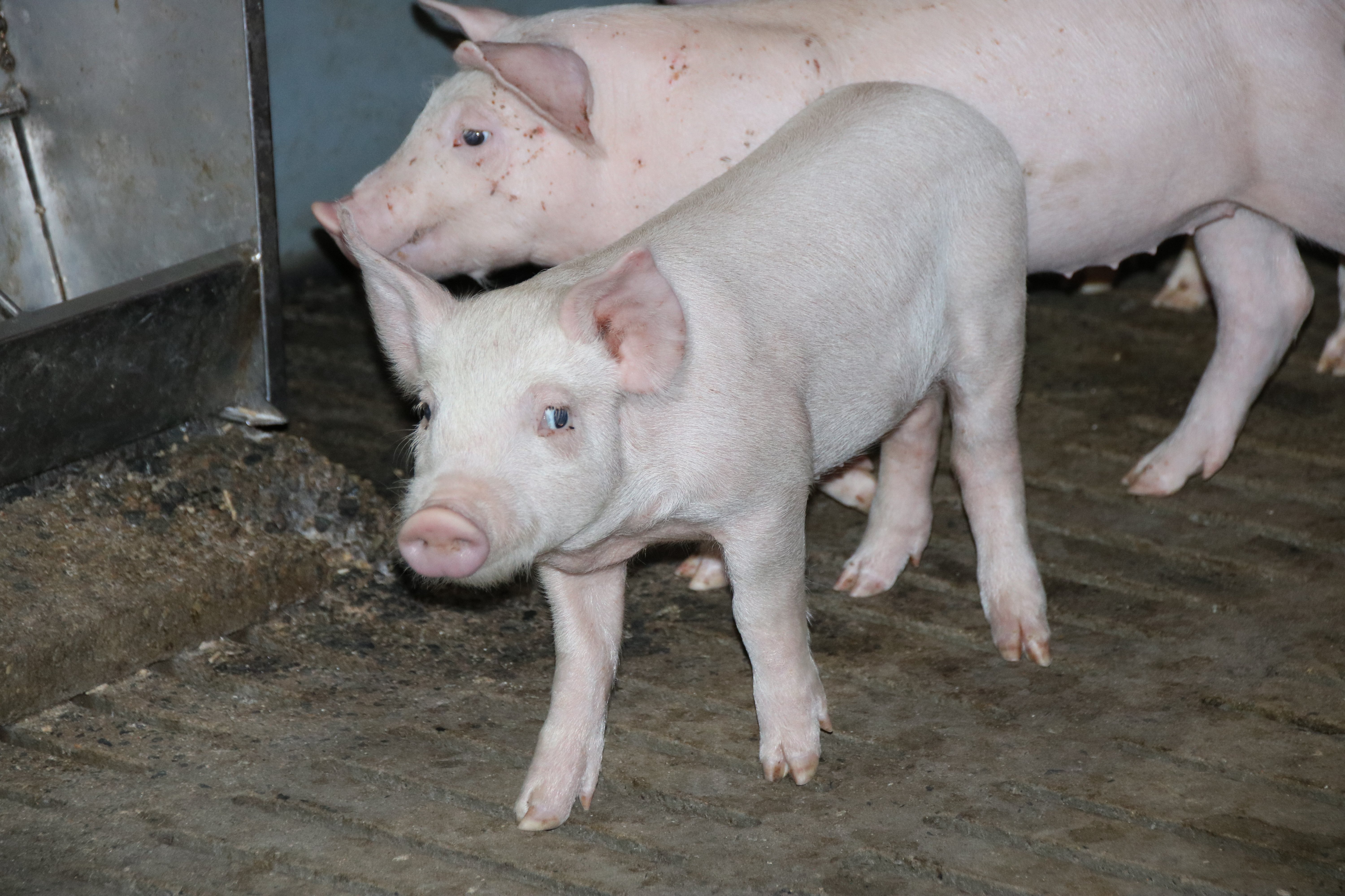 Aux saveurs d'Antan