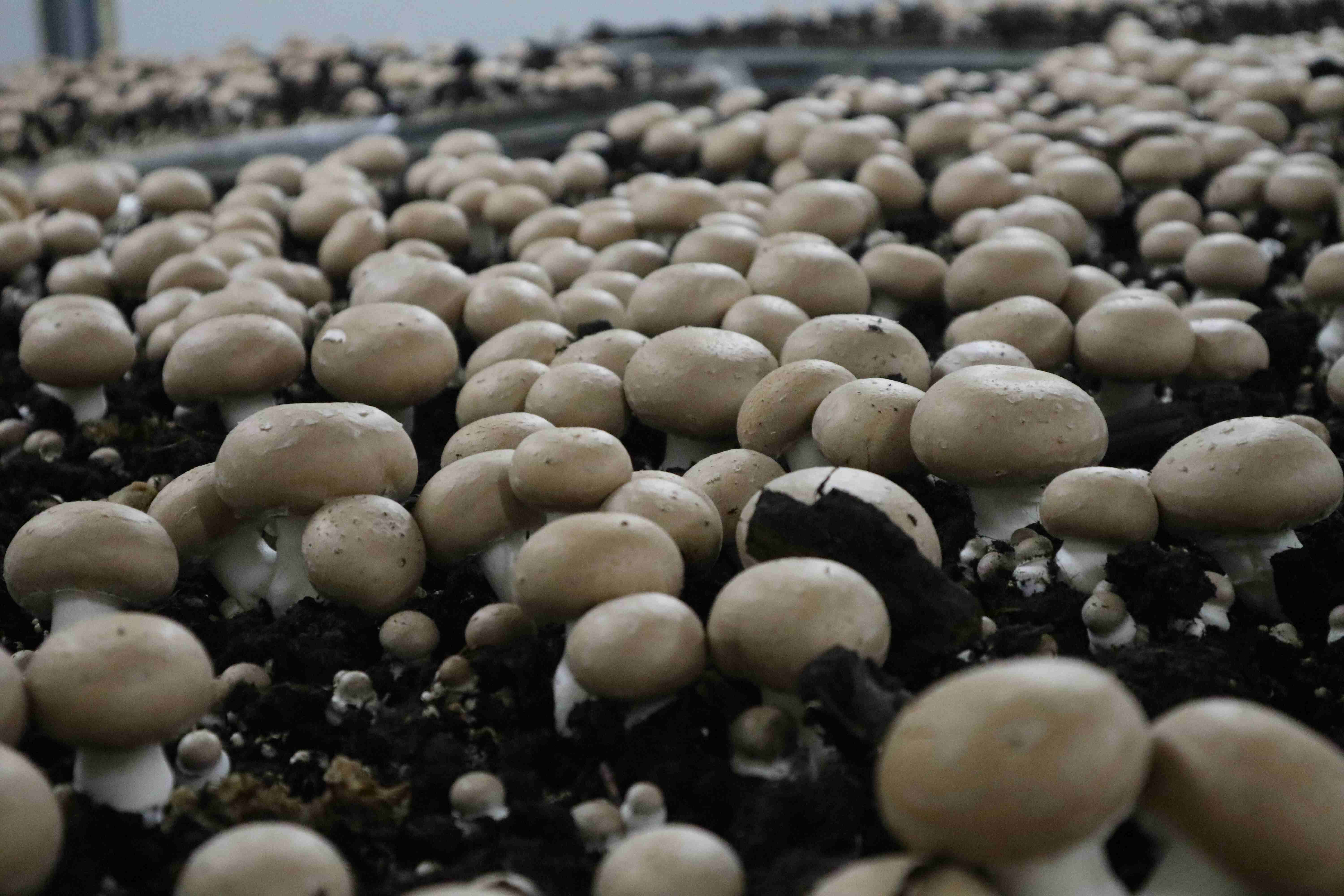Mercredi du terroir : Visite de l’exploitation « Les Champignons de la Sarthe »