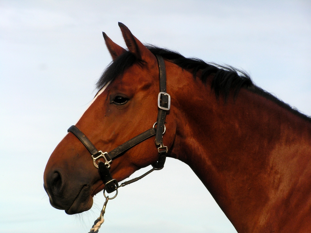 LOI-centre-equestre-chateau-gontier