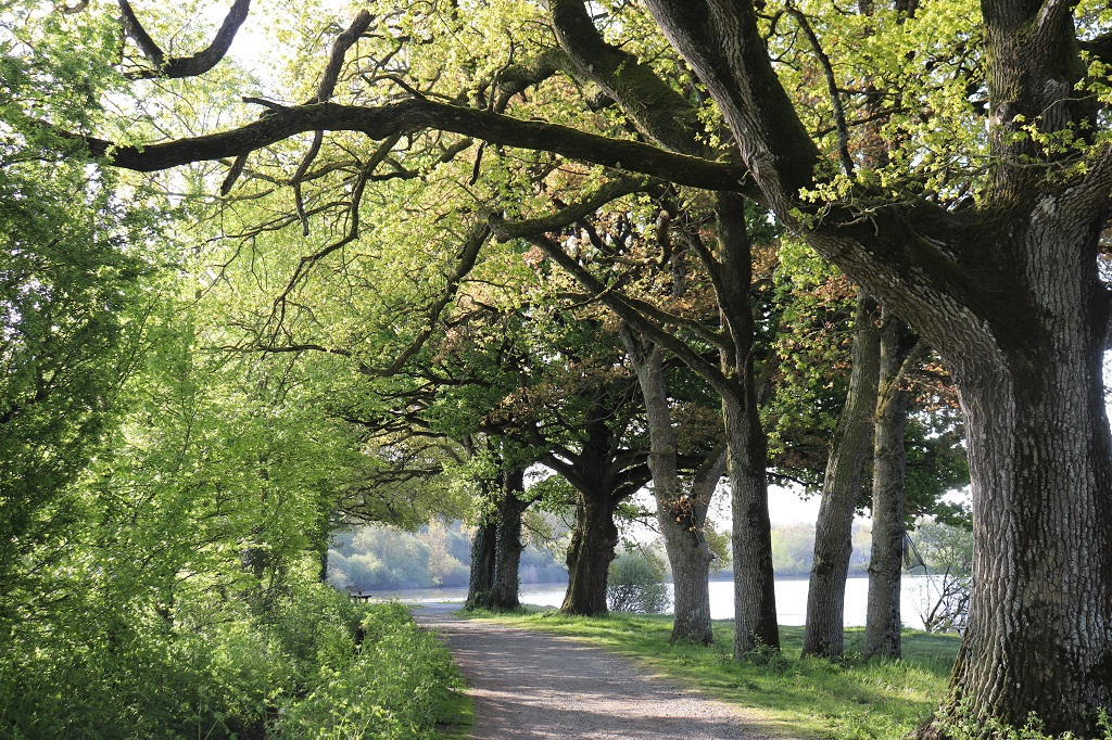 Les Herbiers : Randonnée Pédestre - Mesnard la Barotière