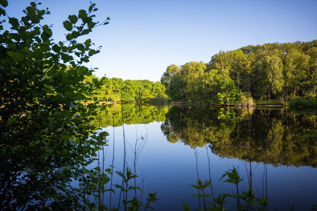 Étang Neuf Fougeré