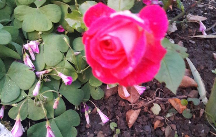 Rose jardin