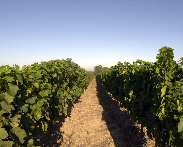 TAB10_photos pays yonnais