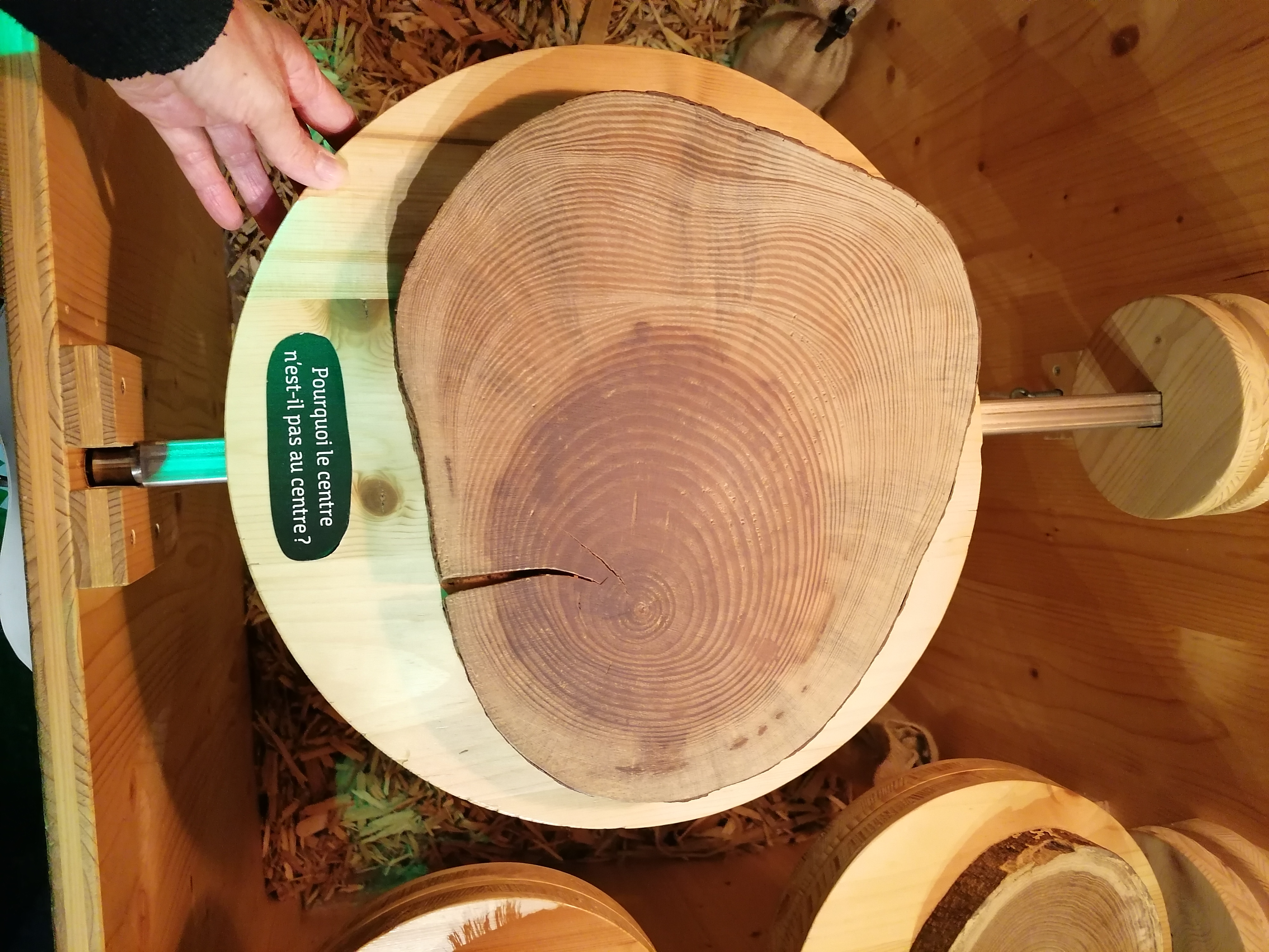 Visite flash « De la petite graine au bois »