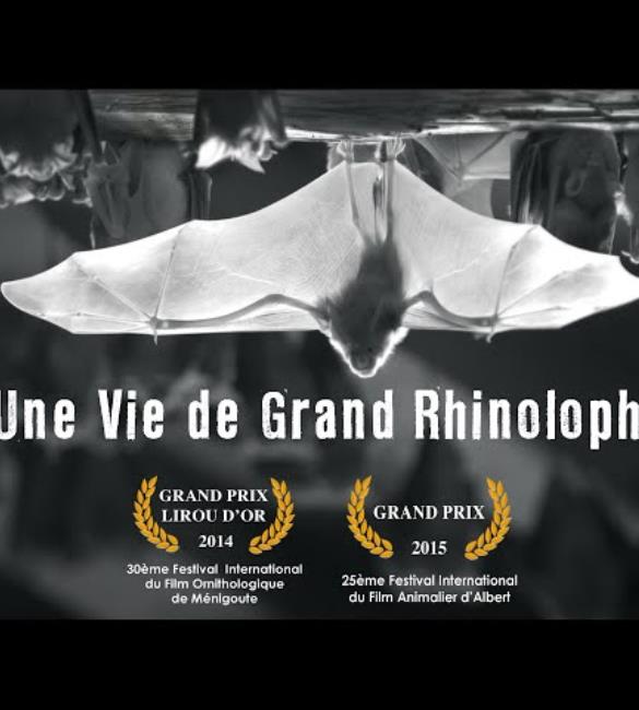 affiche_Vie-Grand-rhinolophe