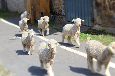 Chêvres angoras à l'asinerie du bois gamats