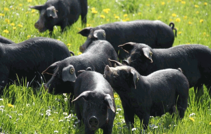 Elevage de porcs noirs en plein air 
