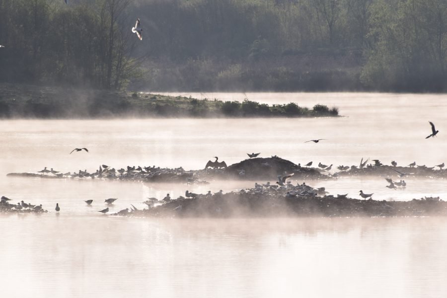 Découverte des oiseaux d’eau