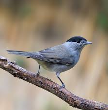 Balade « Les oiseaux qui chantent »