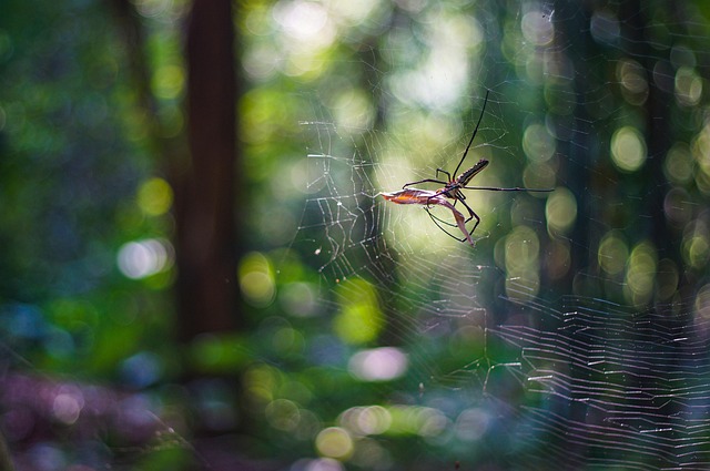 Fascinantes araignées
