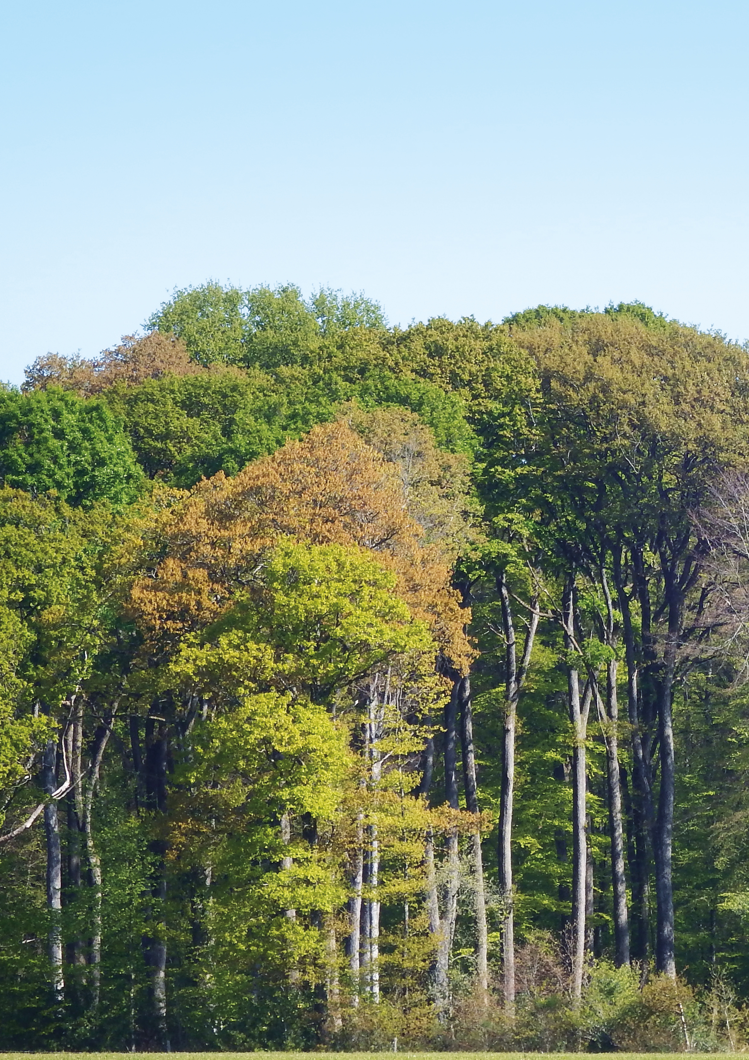 Balade famille « La balade surprise »