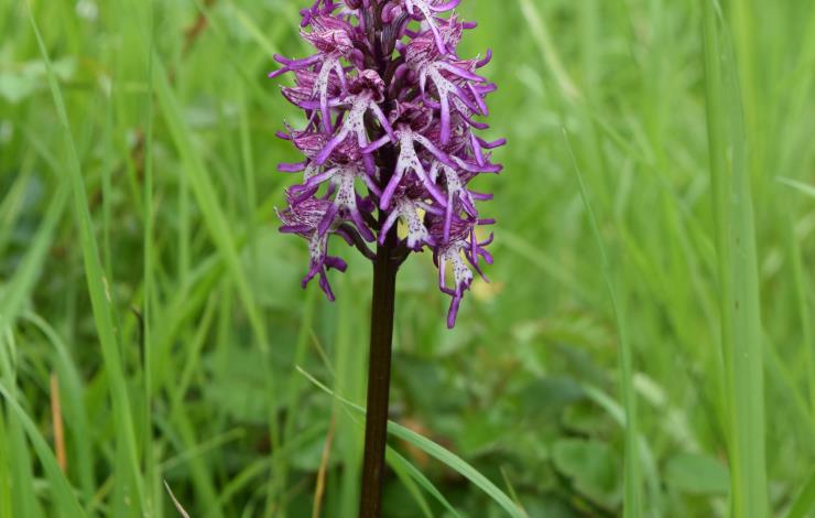 orchidéee hybride (2)