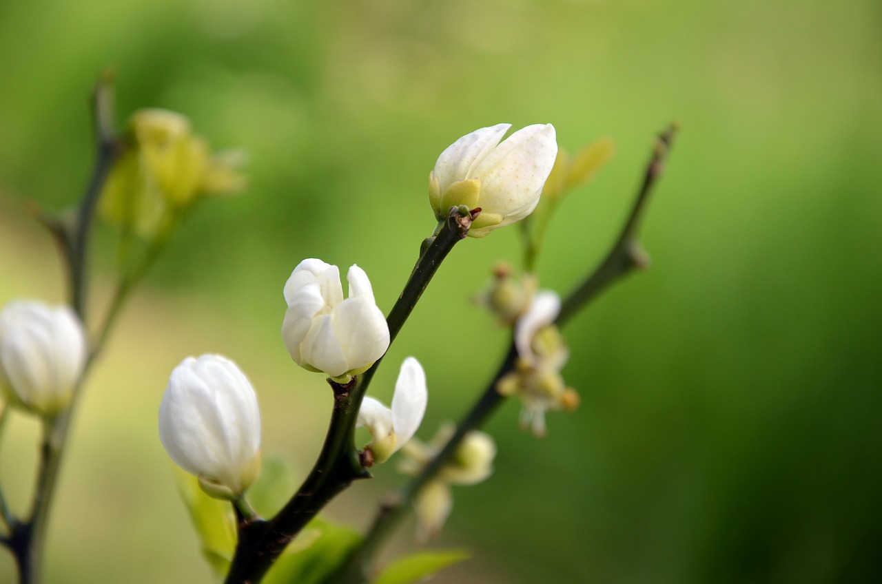 plants arbres