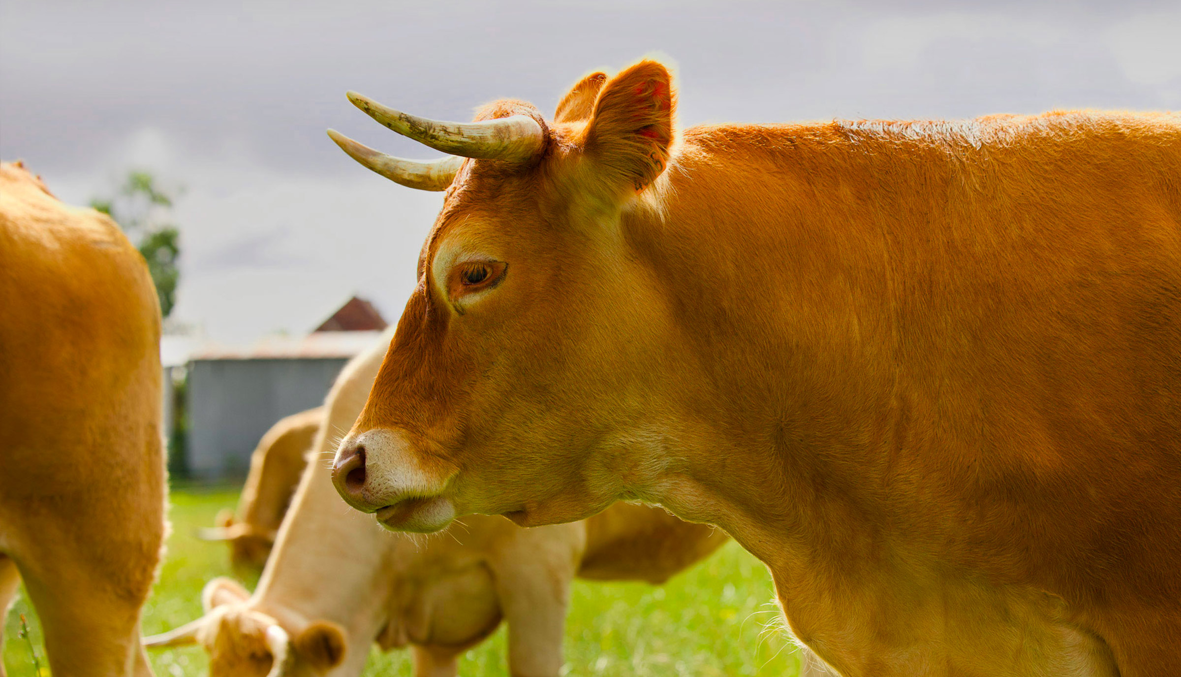 vache-allherbe-brun-v2ab