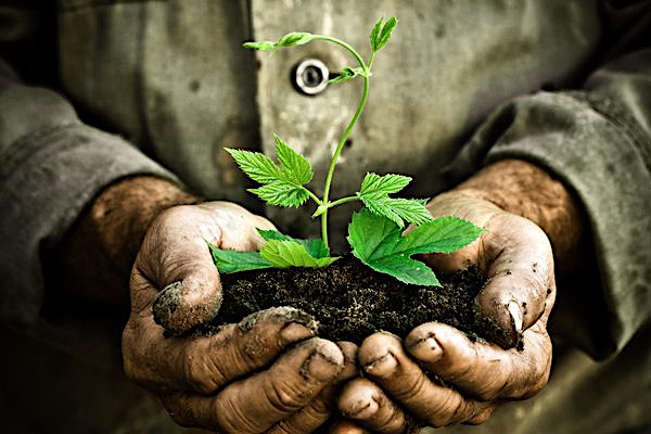 Concert-lecture « L’homme qui plantait des arbres » par la Cie L’arsenal d’Apparitions